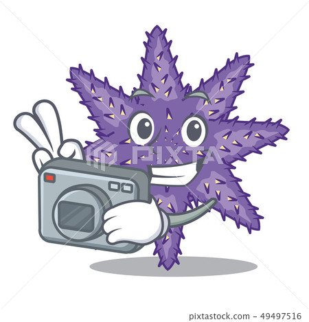 Photographer purple starfish in the character shape Photographer purple starfish in the character shape 49497516