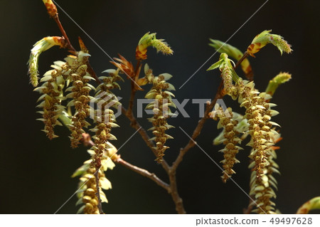 Nature plants Kumasid, early April. A long drooping male flower and a small female flower with a raised head Nature plants Kumasid, early April. A long drooping male flower and a small female flower with a raised head 49497628