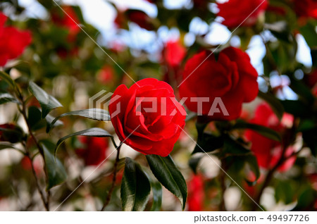 開花在冬天的南部的花 49497726