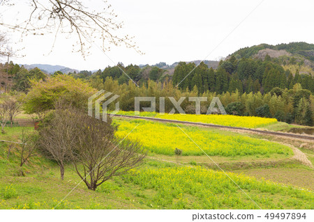 春天小島鐵路Ishijinna花田 春天小島鐵路Ishijinna花田 49497894