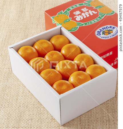 蒲郡橘子 蒲郡橘子 49497979