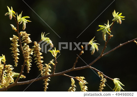Nature plants Kumasid, early April. When you look near, there are many female flowers Nature plants Kumasid, early April. When you look near, there are many female flowers 49498002