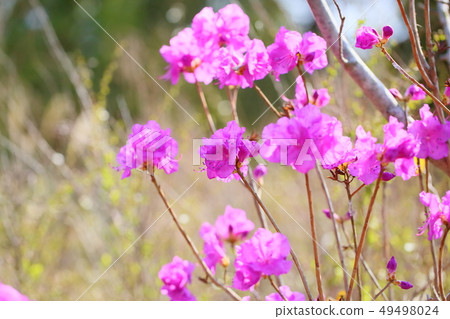 杜鵑花的花 49498024
