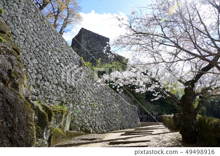 臼杵城堡的痕跡和櫻花 臼杵城堡的痕跡和櫻花 49498916
