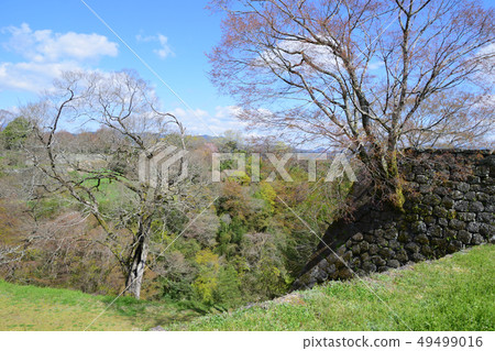 Usuki Castle trace and cherry blossom 49499016