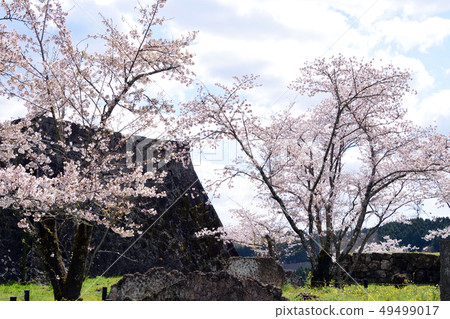 Usuki Castle trace and cherry blossom 49499017