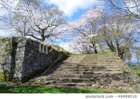 Usuki Castle trace and cherry blossom 49499019