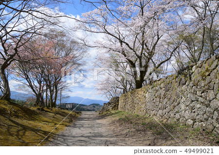 Usuki Castle trace and cherry blossom Usuki Castle trace and cherry blossom 49499021