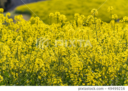 [長崎縣] Kashihaya Shirakimine高原的風景 49499216