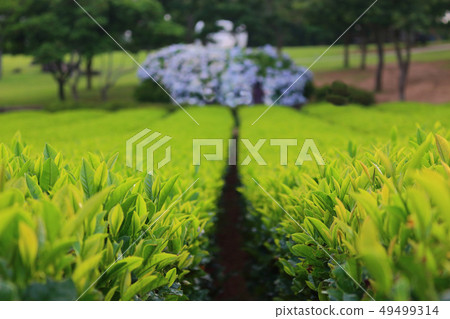 Oysterock, green tea field, tea tree, 49499314