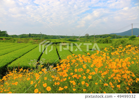 Oysterock, green tea field, tea tree, Oysterock, green tea field, tea tree, 49499332
