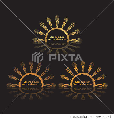 Wheat ears, oats or barley three vector Wheat ears, oats or barley three vector 49499971