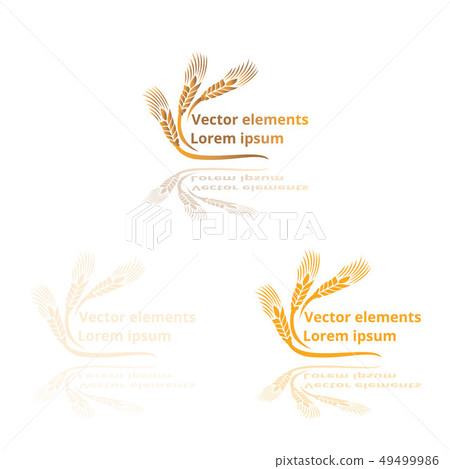 Wheat ears, oats or barley three vector Wheat ears, oats or barley three vector 49499986