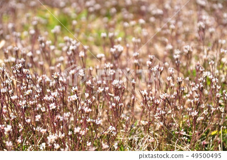 Community of flowers with road seeds 49500495