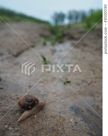 Snail and landscape (Hokkaido Biei) 49500590