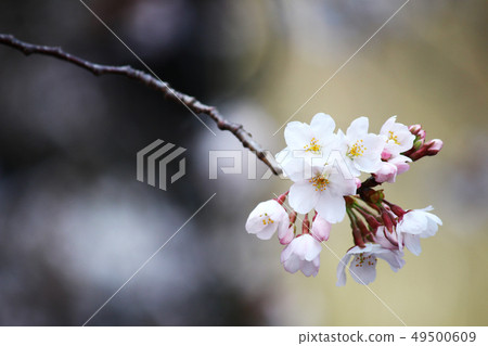 目黑河的櫻花 49500609