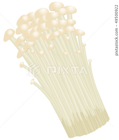 Vector illustration only mushroom Enoki 49500922