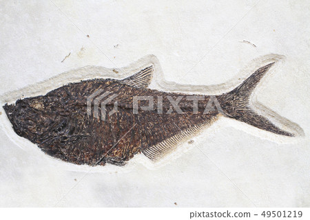 fossil fish texture fossil fish texture 49501219