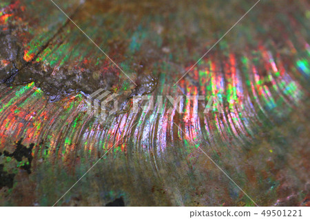 ammonites fossil texture ammonites fossil texture 49501221