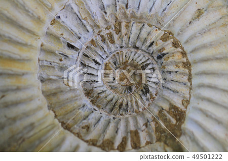 ammonites fossil texture ammonites fossil texture 49501222