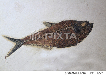 fossil fish texture fossil fish texture 49501224