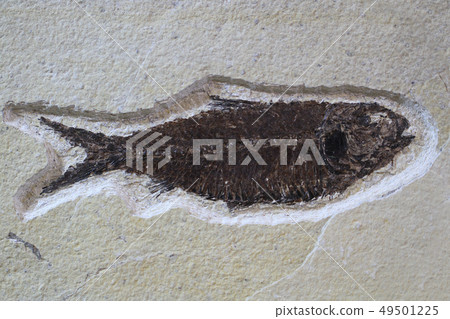 fossil fish texture fossil fish texture 49501225