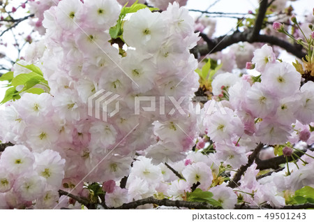 Graceful and brilliant cherry blossoms in full bloom 49501243