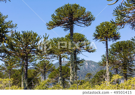 Araucaria 49501415