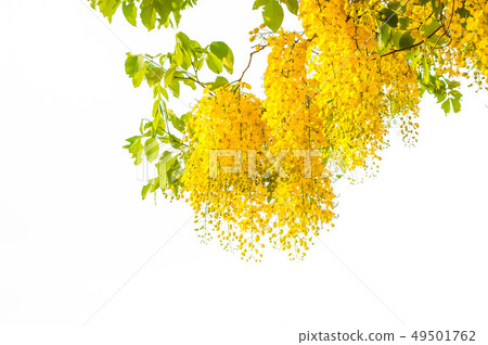 Golden shower tree or Cassia fistula Is a flower 49501762