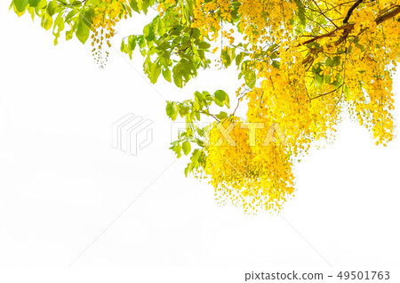 Golden shower tree or Cassia fistula Is a flower Golden shower tree or Cassia fistula Is a flower 49501763