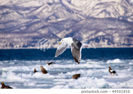 海鷗 海鷗 49501858