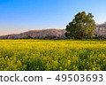 Cherry blossoms and rape fields 49503693