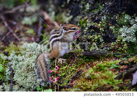 Chipmunk 49503853