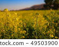 Rapeseed field 49503900