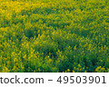 Rapeseed field 49503901