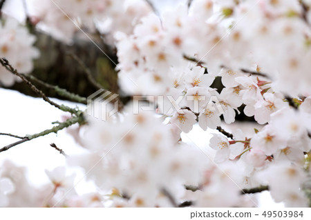 櫻花的形象 櫻花的形象 49503984