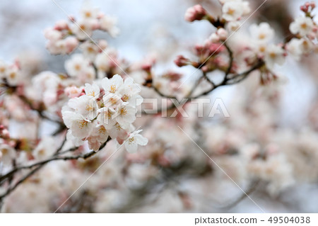 櫻花的形象 櫻花的形象 49504038