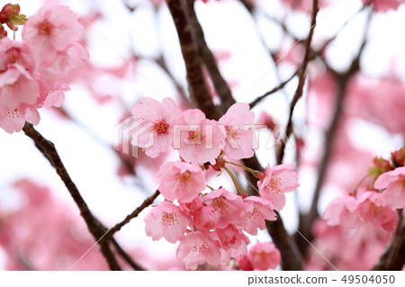 櫻花的形象 49504050