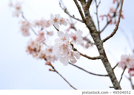 櫻花的形象 49504052