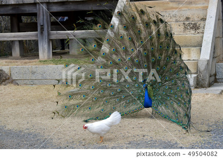 Peacock and chicken Peacock and chicken 49504082
