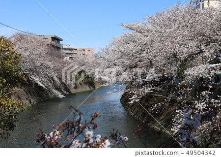 沿著橫濱大岡河盛開神奈川縣橫濱市的一排櫻花樹 49504342