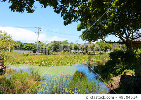 板栗，池塘，蓮花，睡蓮， 49504514