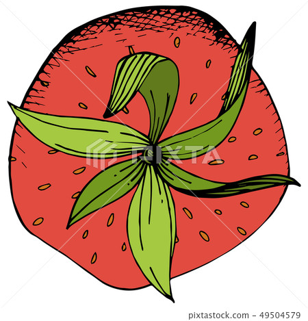 Vector Strawberry healthy food. Red and green engraved ink art. Isolated berry illustration element 49504579