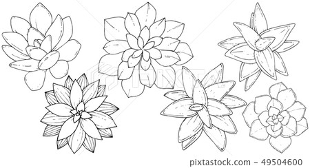 Vector Succulents floral botanical flower. Black and white engraved ink art. Isolated succulents Vector Succulents floral botanical flower. Black and white engraved ink art. Isolated succulents 49504600