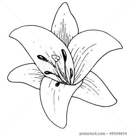 Vector Lily floral botanical flower. Engraved ink art on white background. Isolated lilium 49504654