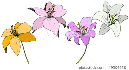 Vector Lily floral botanical flower. Engraved ink art on white background. Isolated lilium Vector Lily floral botanical flower. Engraved ink art on white background. Isolated lilium 49504658