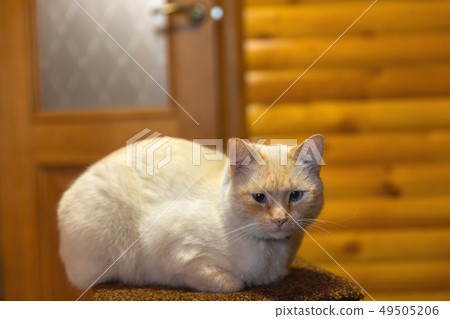 Cat resting indoors on chair 49505206