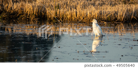 White egret reflected over mud near rice fields 49505640