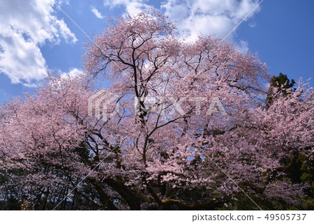 Hosono Annaka City的Hoso Sakura Hosono Annaka City的Hoso Sakura 49505737