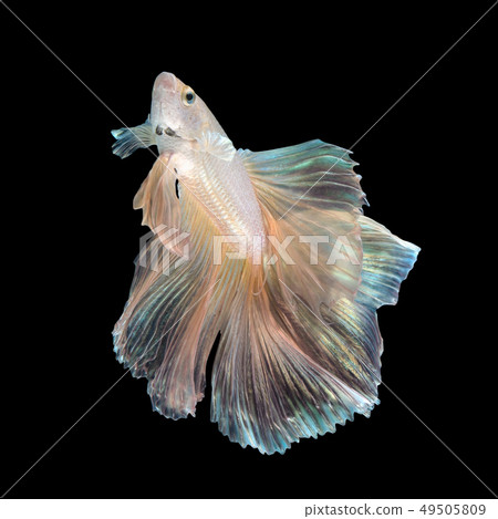 Close up art movement of Siamese fighting fish Close up art movement of Siamese fighting fish 49505809